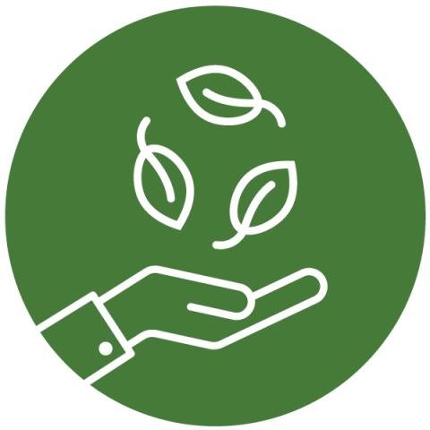 A hand holding three tree leaves.